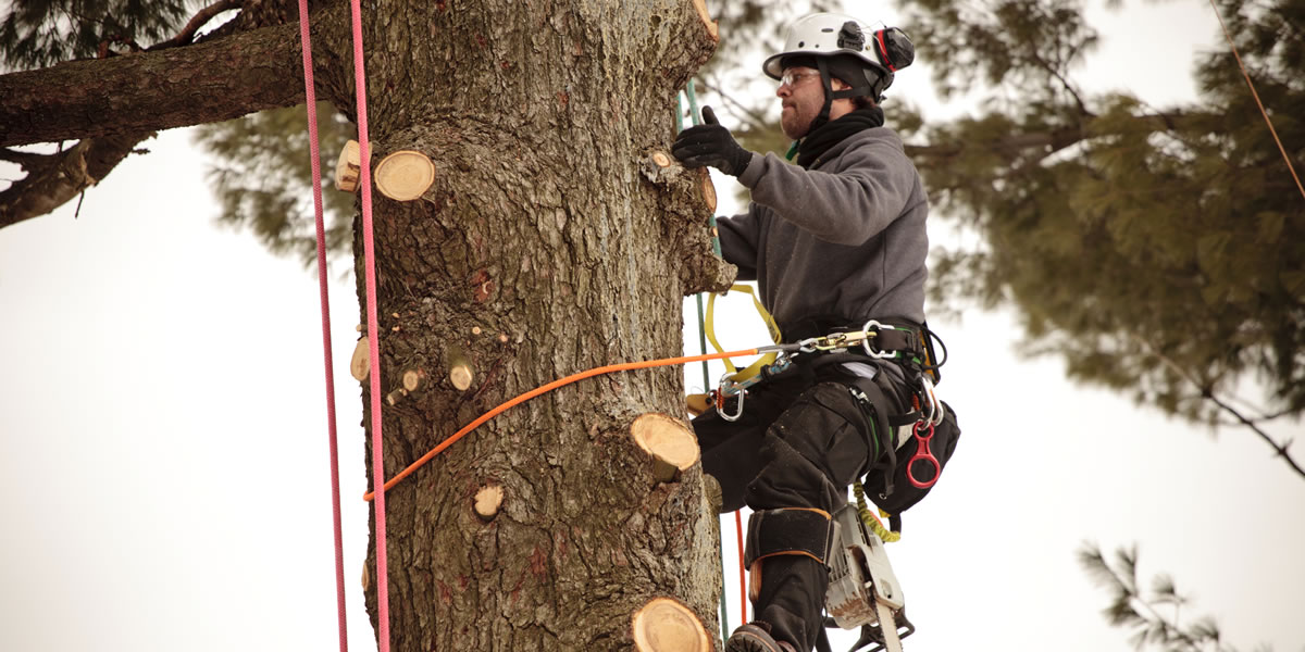 Best Tree Trimming Services