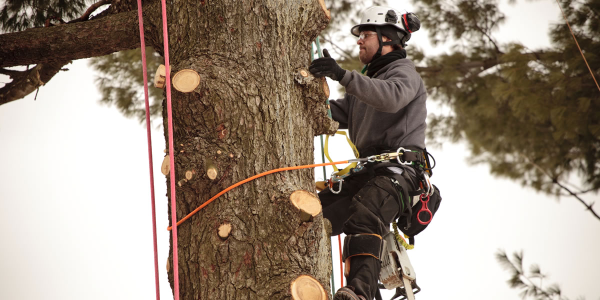 Garcia Tree Services work photo 2